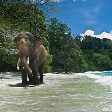 Trek to Elephant Beach